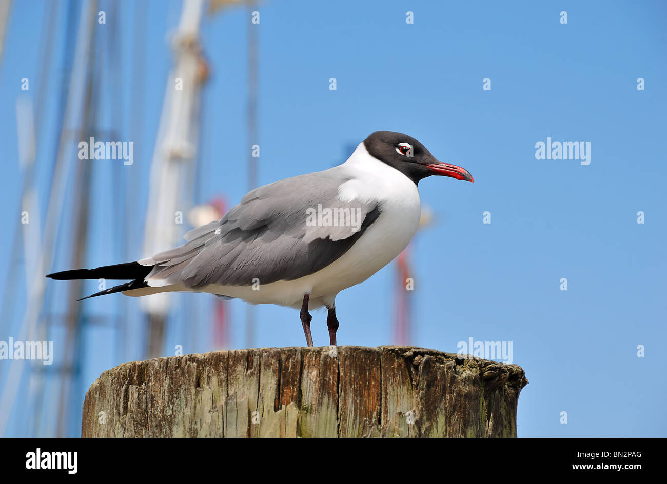 Diese anmutigen Vögel, die Seeschwalbe sind von der Familie Sternidae und der lateinische Name Sterna Hirundo. Stockfoto