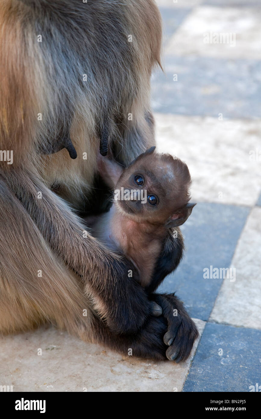 Graue Languren Affen Zucht ihr Baby. Pushkar. Rajasthan. Indien Stockfoto