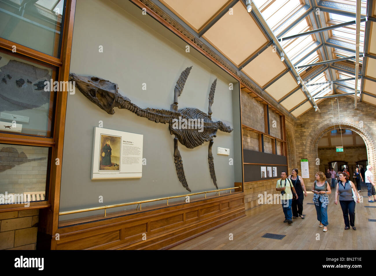 Marine Dinosaurier oder Plesiosaurus fossile Skelett auf dem Display im Natural History Museum, London 2010 Stockfoto