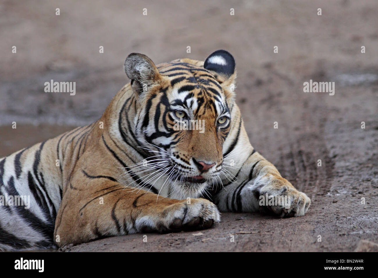 Tiger Porträtaufnahme. Foto von Ranthambhore National Park, Indien Stockfoto