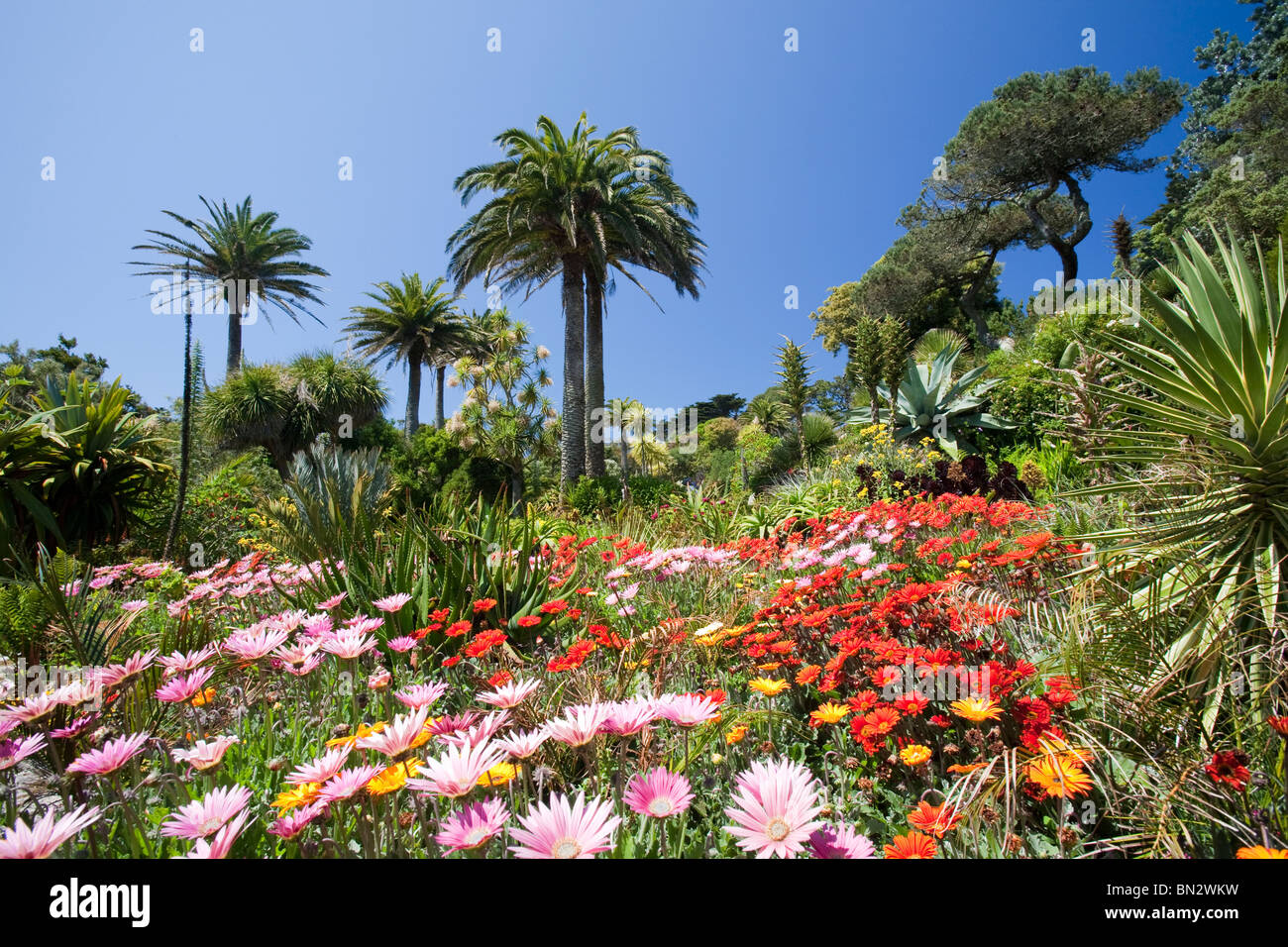 Der Klostergarten, Tresco, Isles of Scilly. Stockfoto