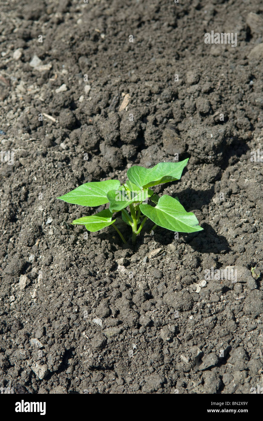 Neu gepflanzte Jungpflanzen Süßkartoffel (Ipomoea Batatas). South Yorkshire, England. Stockfoto