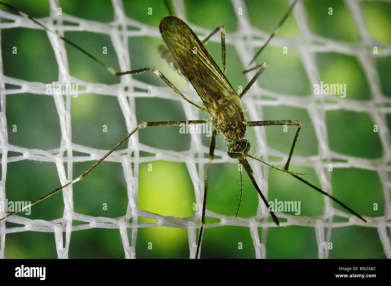 Die Mücke Aedes Japonicus ist eine asiatische Mücke im Verdacht, einen Vektor von West-Nil in den Vereinigten Staaten. Stockfoto
