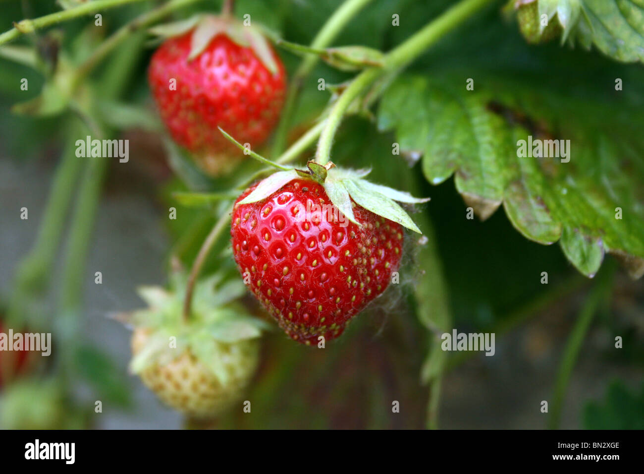 Garten Erdbeer Pflanze Stockfotografie Alamy