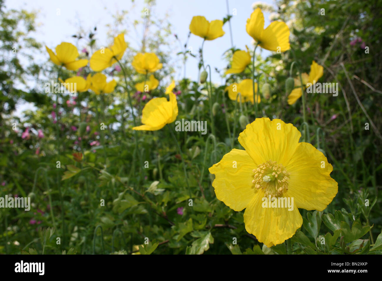 Welsh Poppy Meconopsis Cambrica Taken an Martin bloße WWT, Lancashire, UK Stockfoto