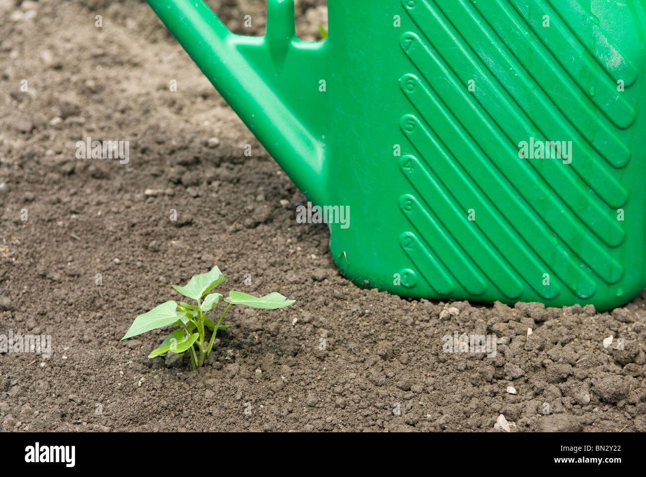 Neu gepflanzte Jungpflanzen Süßkartoffel (Ipomoea Batatas). South Yorkshire, England. Stockfoto