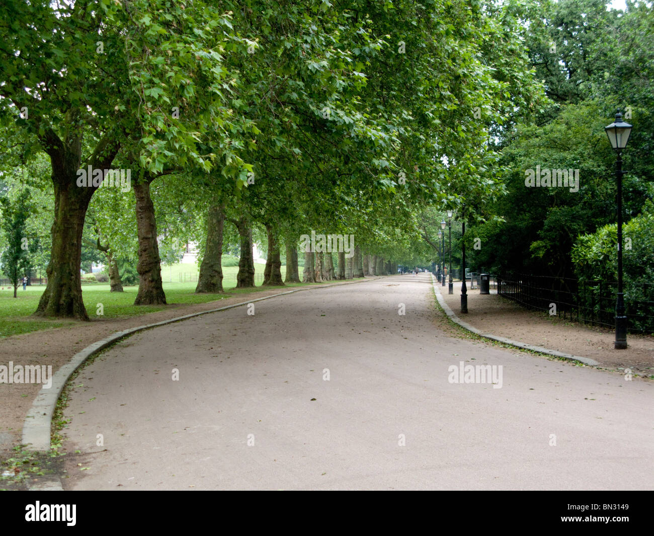 Allee von Platanen, Battersea Park, London, Sommer, Carriage Drive North Stockfoto