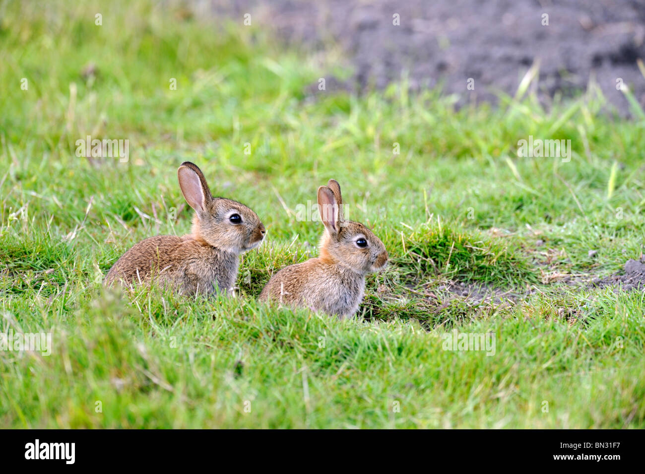 Kaninchen (Oryctolagus Cuniculus) Stockfoto