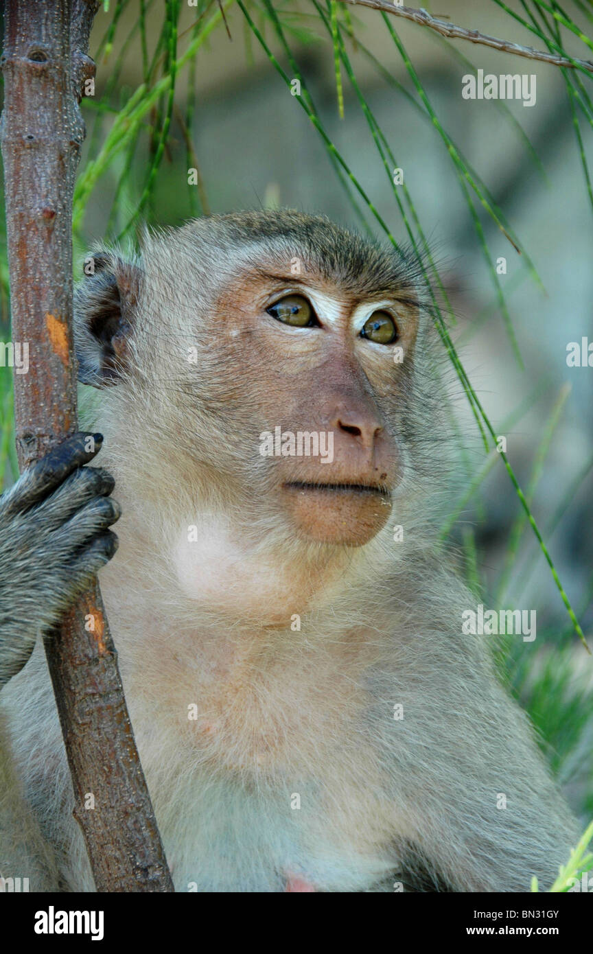Affe auf Koh Larn in Thailand, haben geschlemmt Rambutan Früchte, die in der Speiseröhre-Beutel gesehen werden kann. Stockfoto