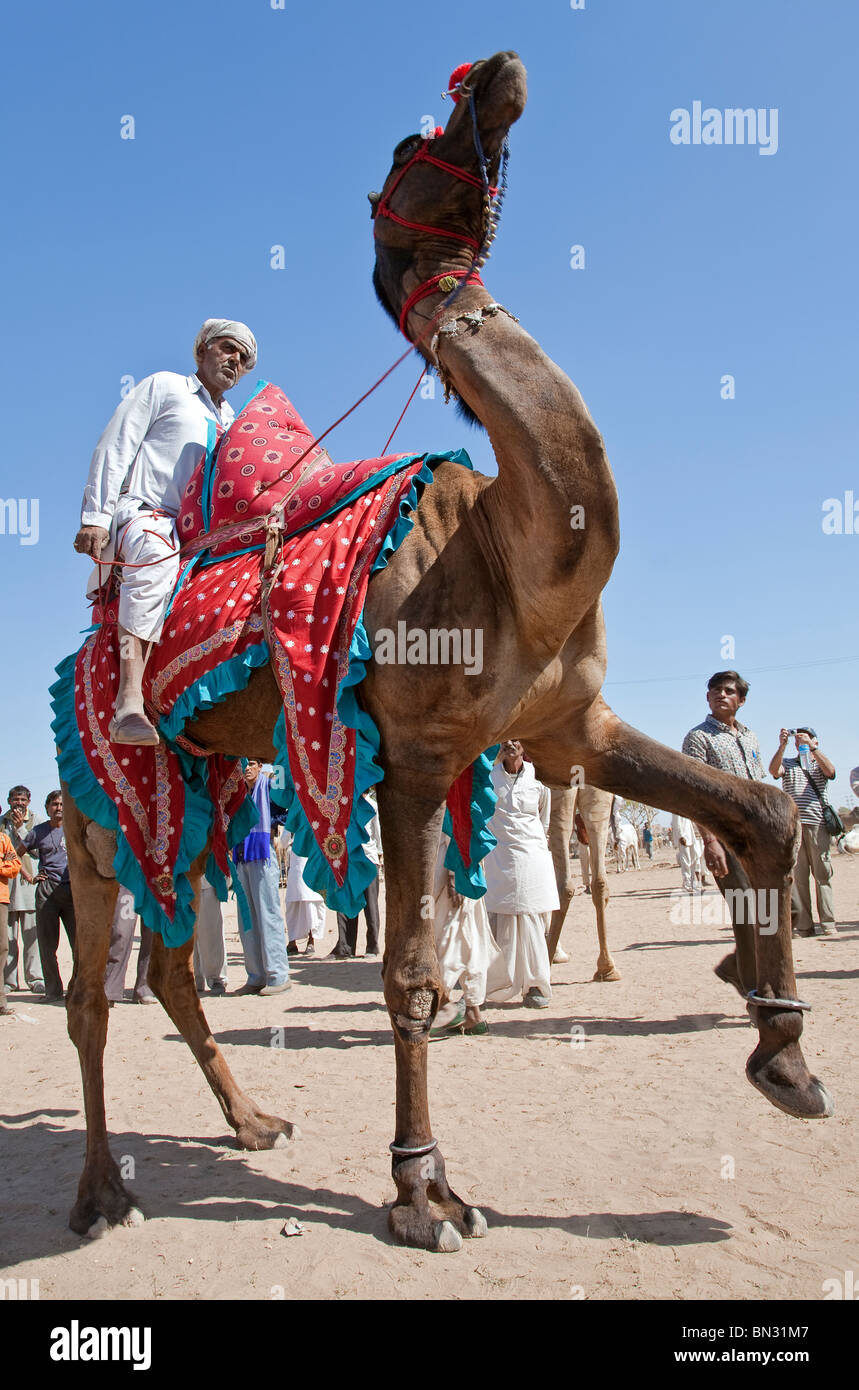 Kamel-Ausstellung. Nagaur Viehmarkt. Rajasthan. Indien Stockfoto