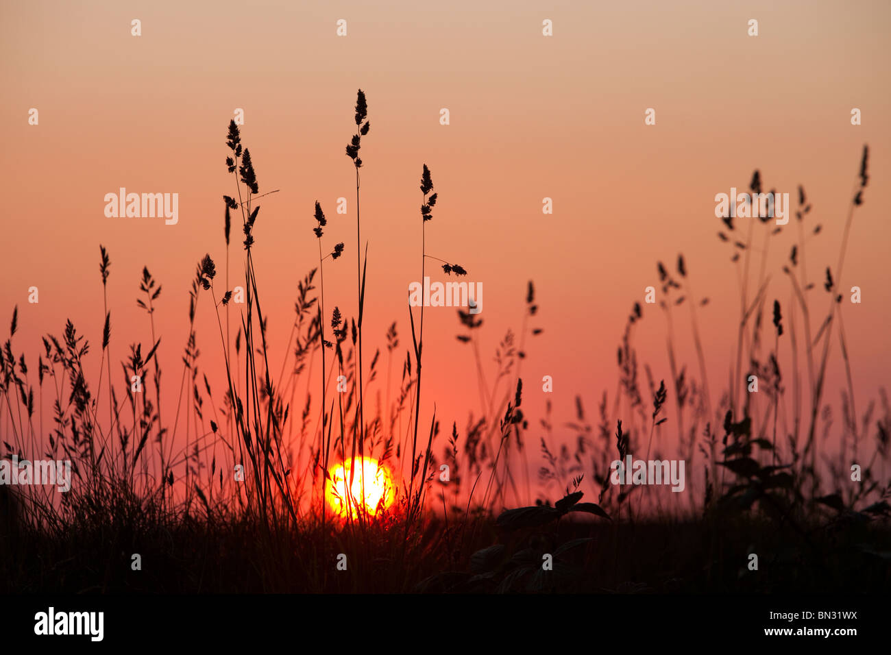 Sonnenuntergang über Grass Samenköpfe, Cornwall, UK. Stockfoto