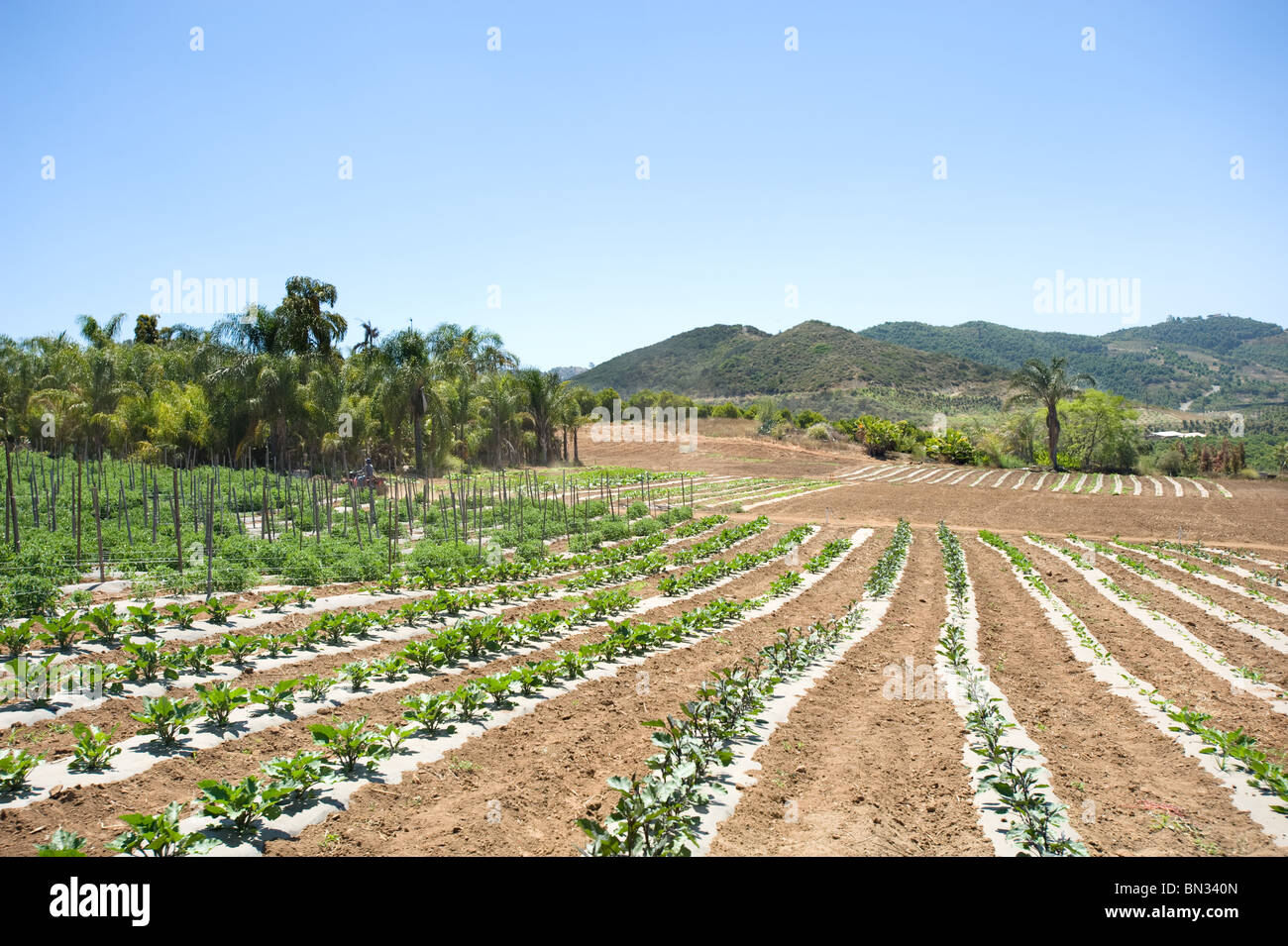 Eine Ernte von Gemüse auf einem Bio-Bauernhof Stockfoto