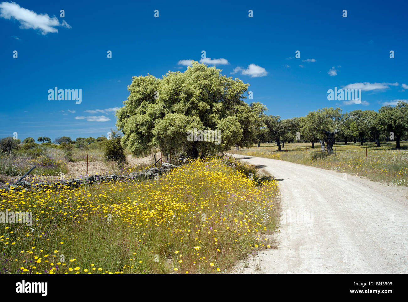 Eichen des Dehesa in der Nähe von Jaraiceijo, Extremadura, Spanien Stockfoto