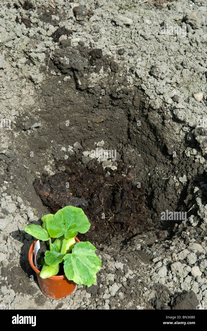 Eine kleine Pflanze in Bear Kürbis (Cucurbita) in ein tiefes Loch zu Pflanzen mit Gülle gefüllt. South Yorkshire, England. Stockfoto