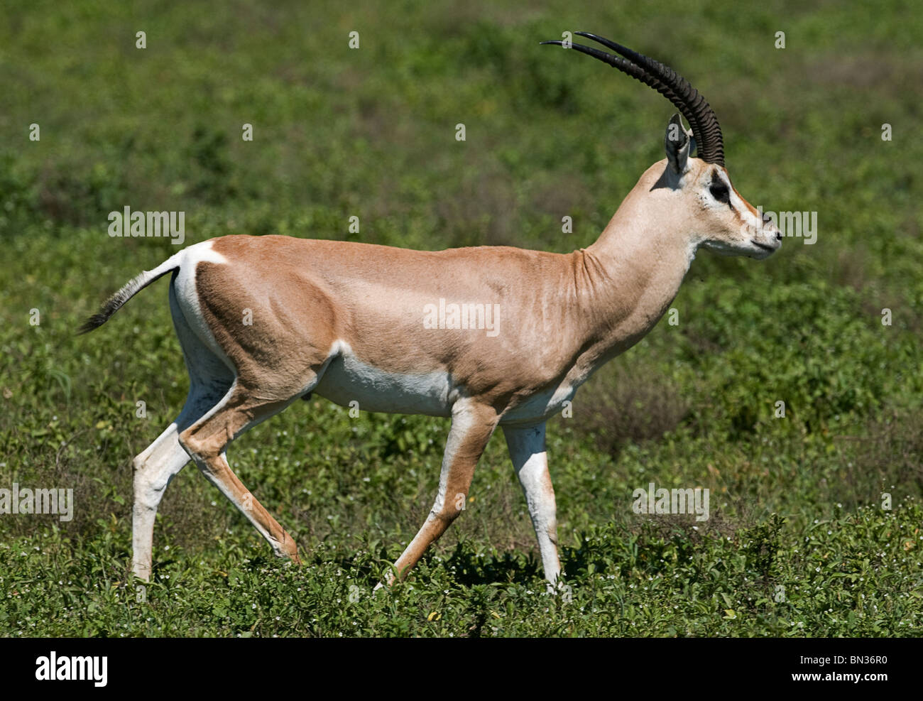 Grant es Gazelle, fotografiert in Serengeti Nationalpark, Tansania, Afrika Stockfoto