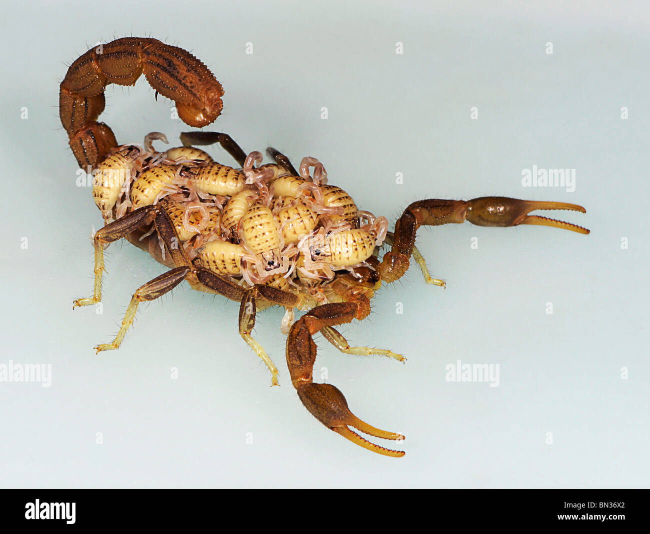 Hottentota Skorpion, fotografiert in Tansania, Afrika trägt seine jungen auf seinen Rücken, ein Merkmal seines mütterlichen Verhaltens. Stockfoto