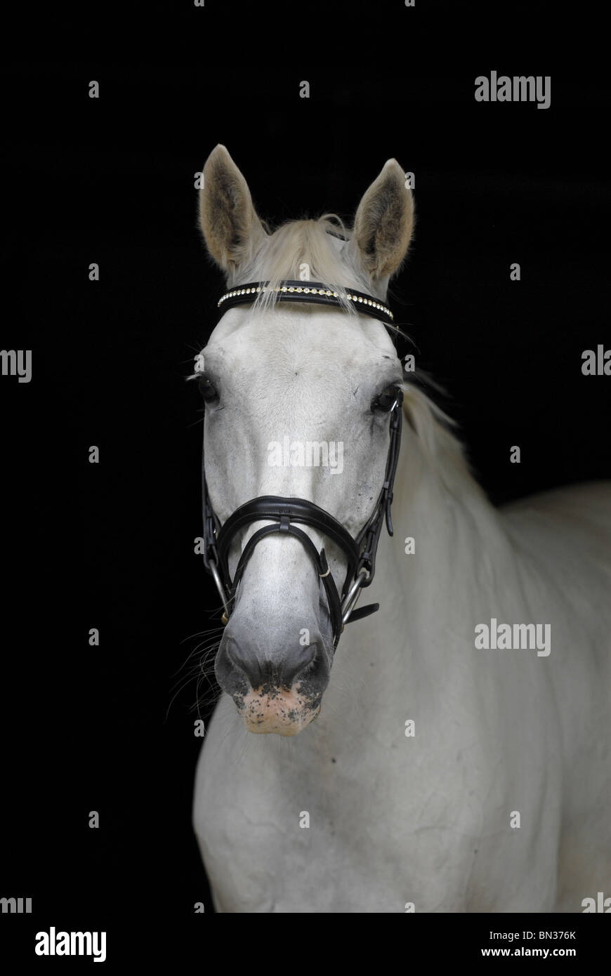 weißes Pferd Porträt Stockfoto