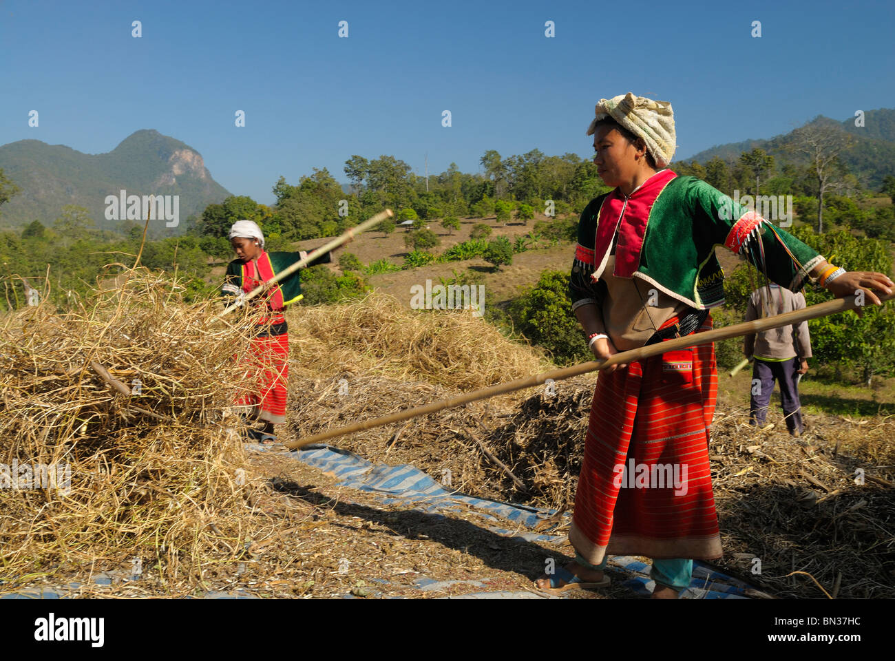 Lisu Menschen Ernten von Feldern in der Nähe von Dao Stadt, Bergstämme, in der Nähe von Chiang Mai, Thailand, Asien Stockfoto