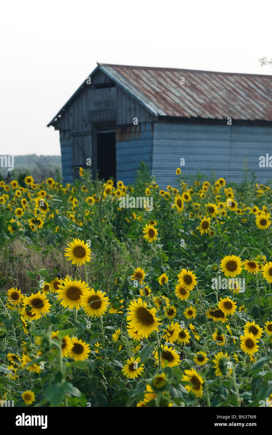 Feld von Sonnenblumen Stockfoto