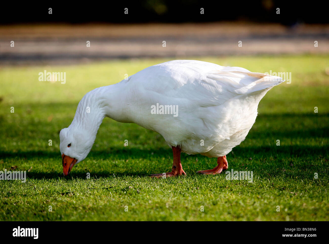 Gänse Stockfoto