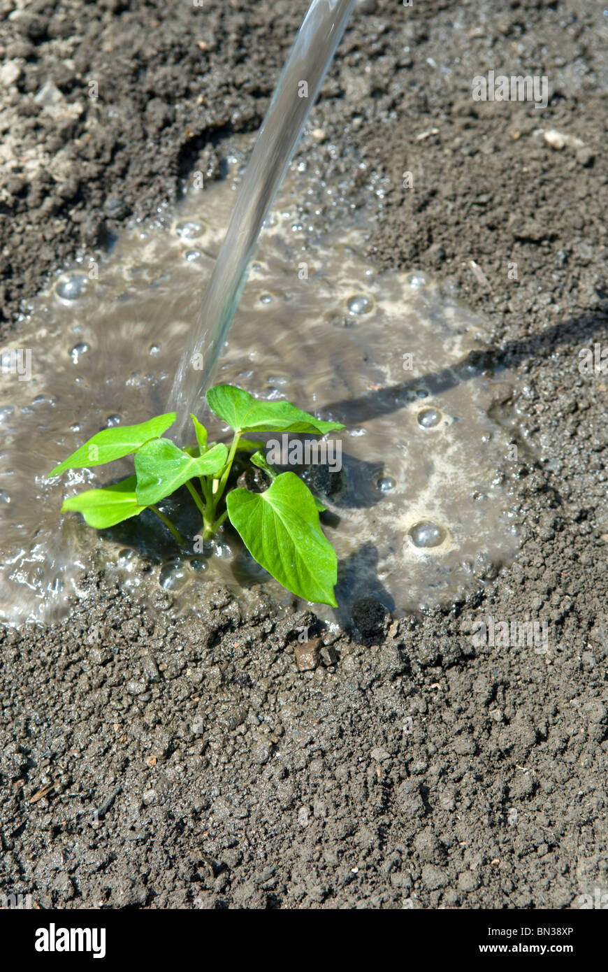 Bewässerung neu gepflanzt, Süßkartoffel (Ipomoea Batatas) Jungpflanzen. South Yorkshire, England. Stockfoto
