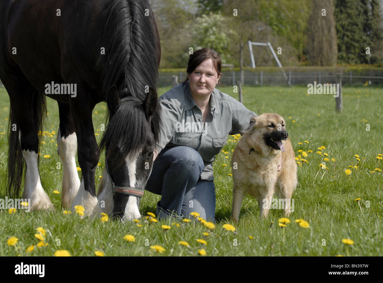 junge Frau mit Irish Tinker Stockfoto