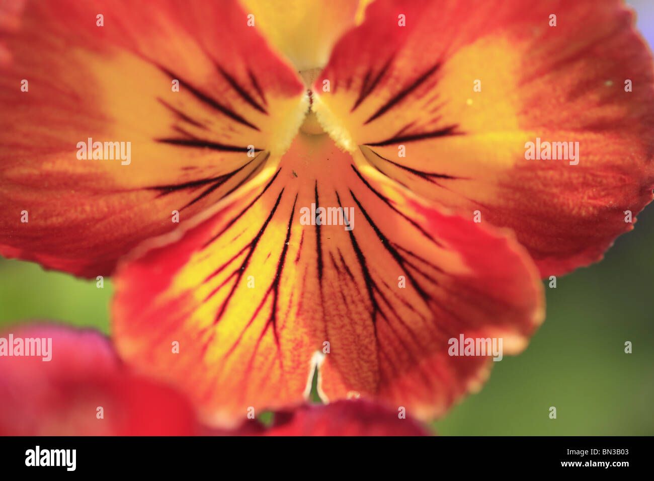Eine Blume Stiefmütterchen (lateinischer Name: Viola X wittrockiana Sorten) Stockfoto