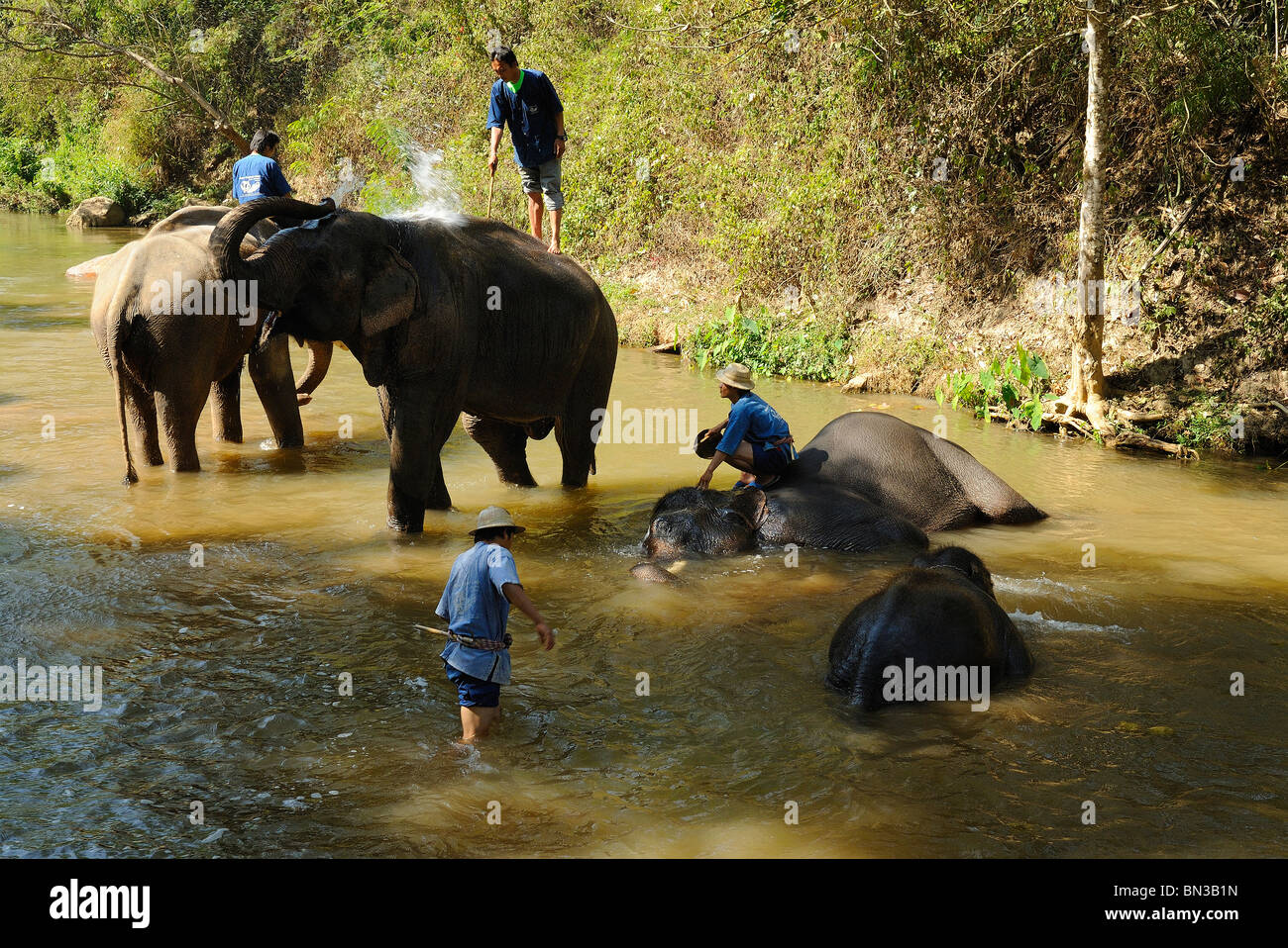 Elefanten bei der Maesa Camp, Chiang Mai, Thailand, Südostasien Stockfoto