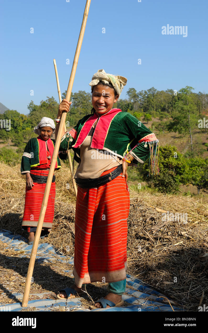 Lisu Menschen Ernten von Feldern in der Nähe von Dao Stadt, Bergstämme, in der Nähe von Chiang Mai, Thailand, Asien Stockfoto