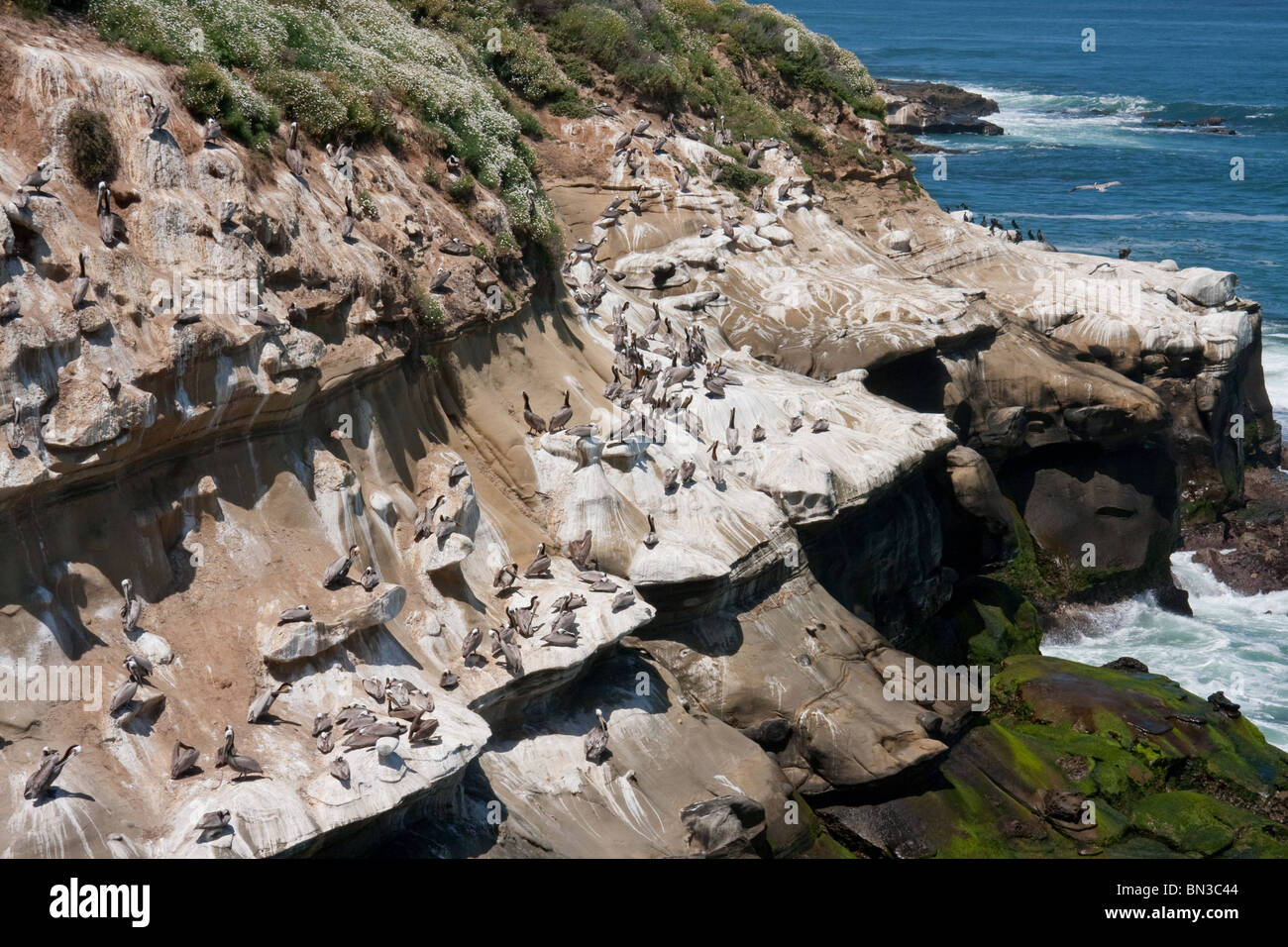 Braune Pelikane in La Jolla cliffs Stockfoto