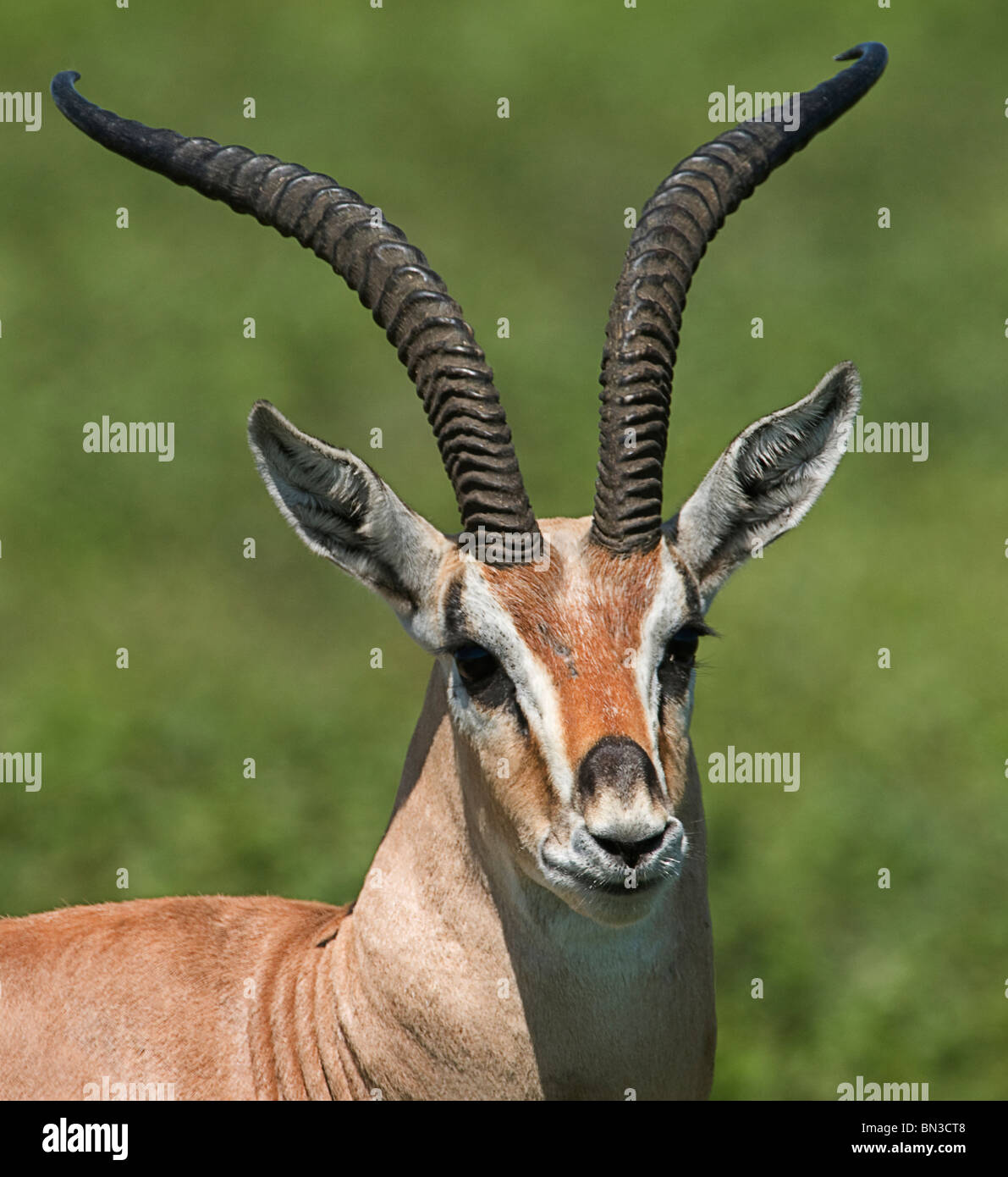 Grant es Gazelle, fotografiert in Serengeti Nationalpark, Tansania, Afrika Stockfoto