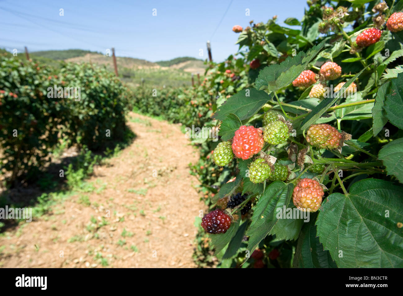 Ein frisches Obst Bio Beere Obstgarten zeigt die Zeile der Frucht Büsche. Stockfoto