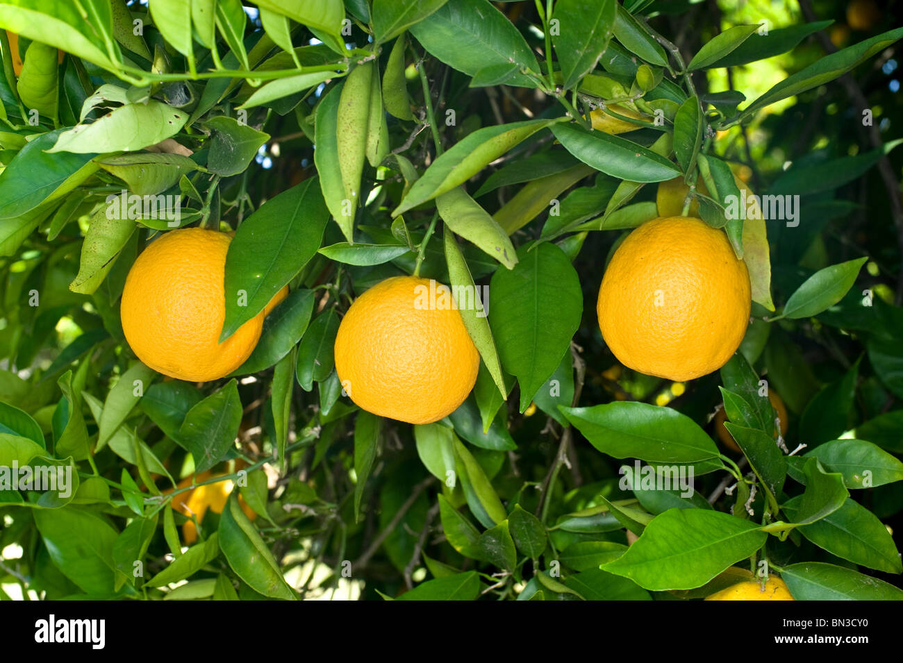 Drei Orangen auf einem Orangenbaum mit hellgrünen Blätter. Stockfoto