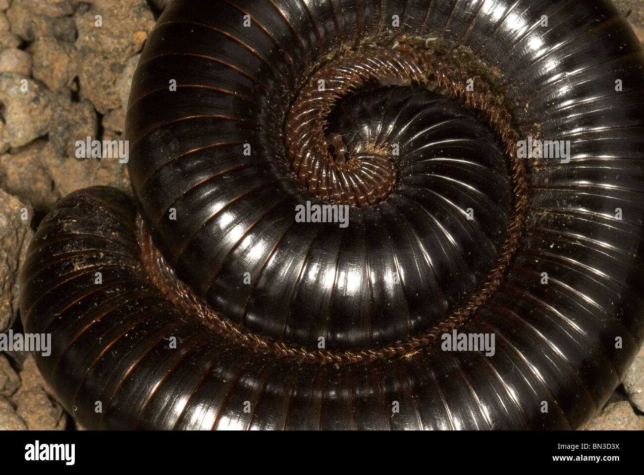 Nahaufnahme eines afrikanischen Riesen Tausendfüßler (Archispirostreptus Gigas) Stockfoto