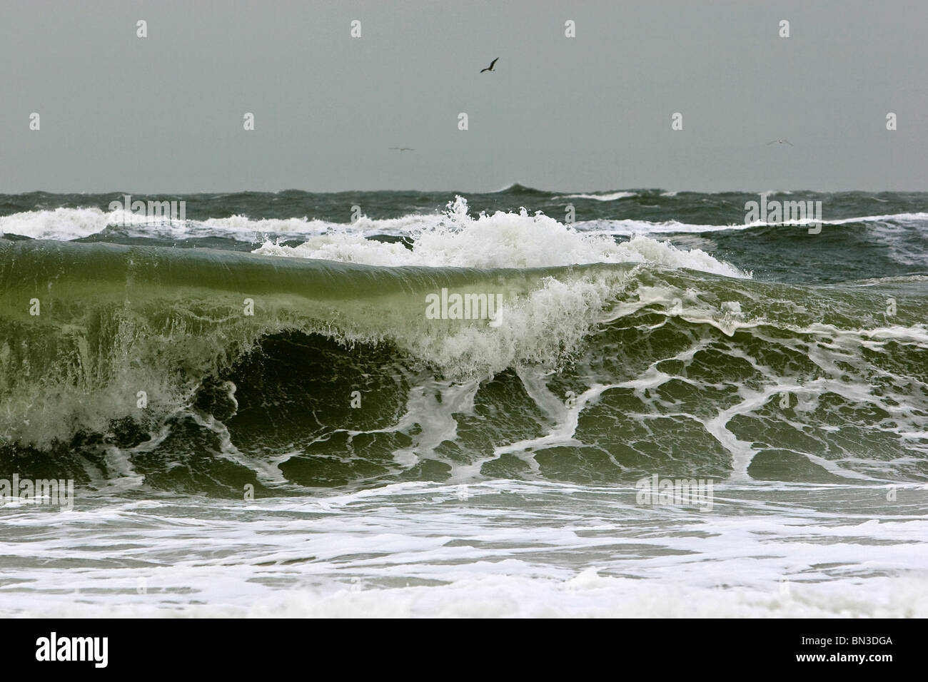 Sesagulls fliegen über der Nordsee, Sylt, Schleswig-Holstein, Deutschland Stockfoto