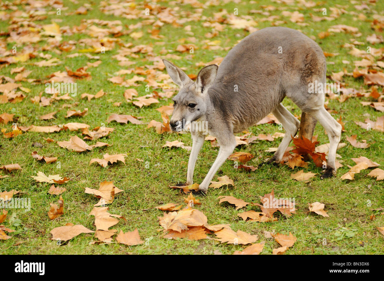 Riesige rote Känguru (Macropus Rufus) auf einer Wiese mit Laub bedeckt Stockfoto