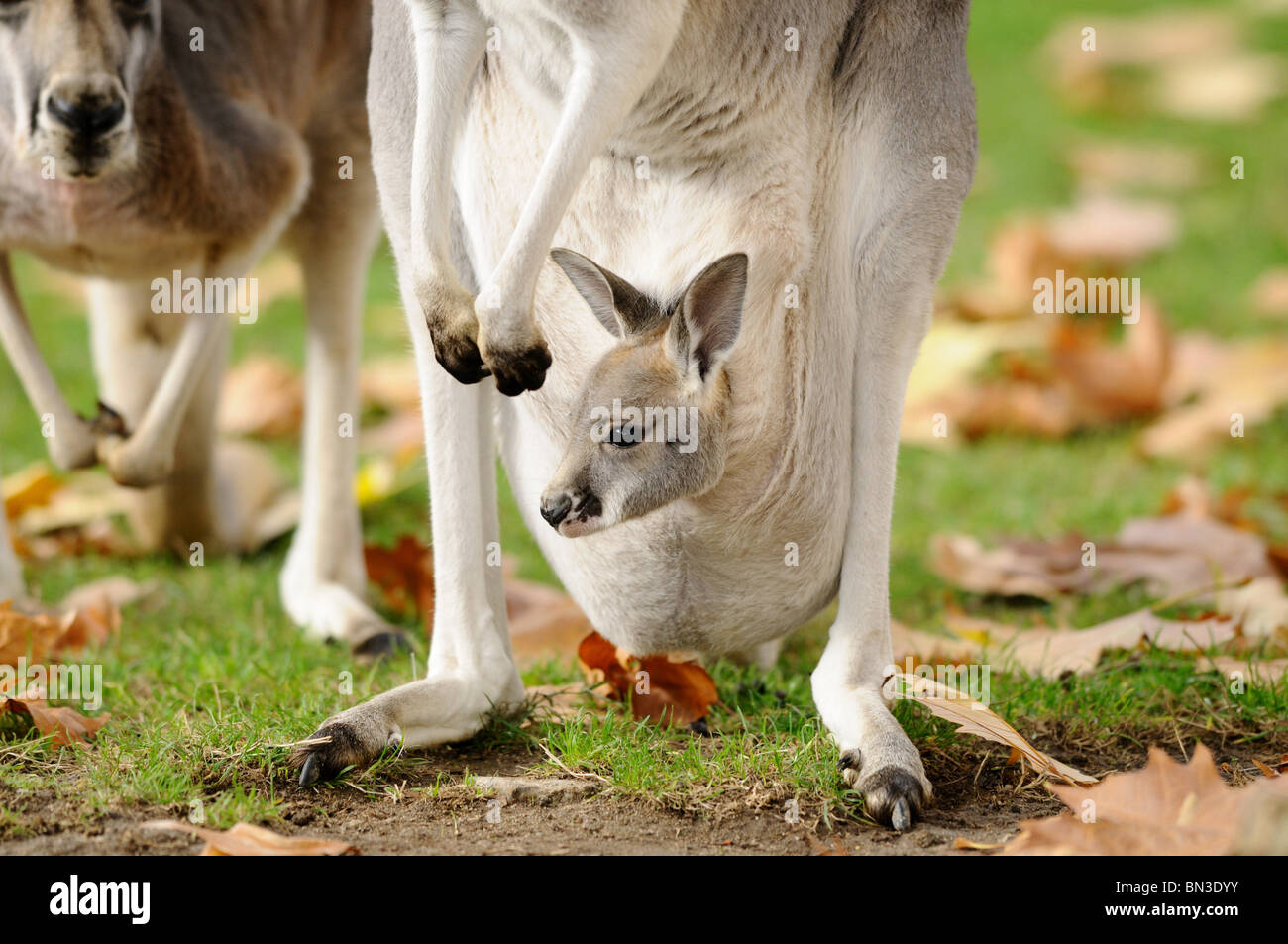 Riesige Rote Kanguru Macropus Rufus Mit Joey Im Beutel Stockfotografie Alamy