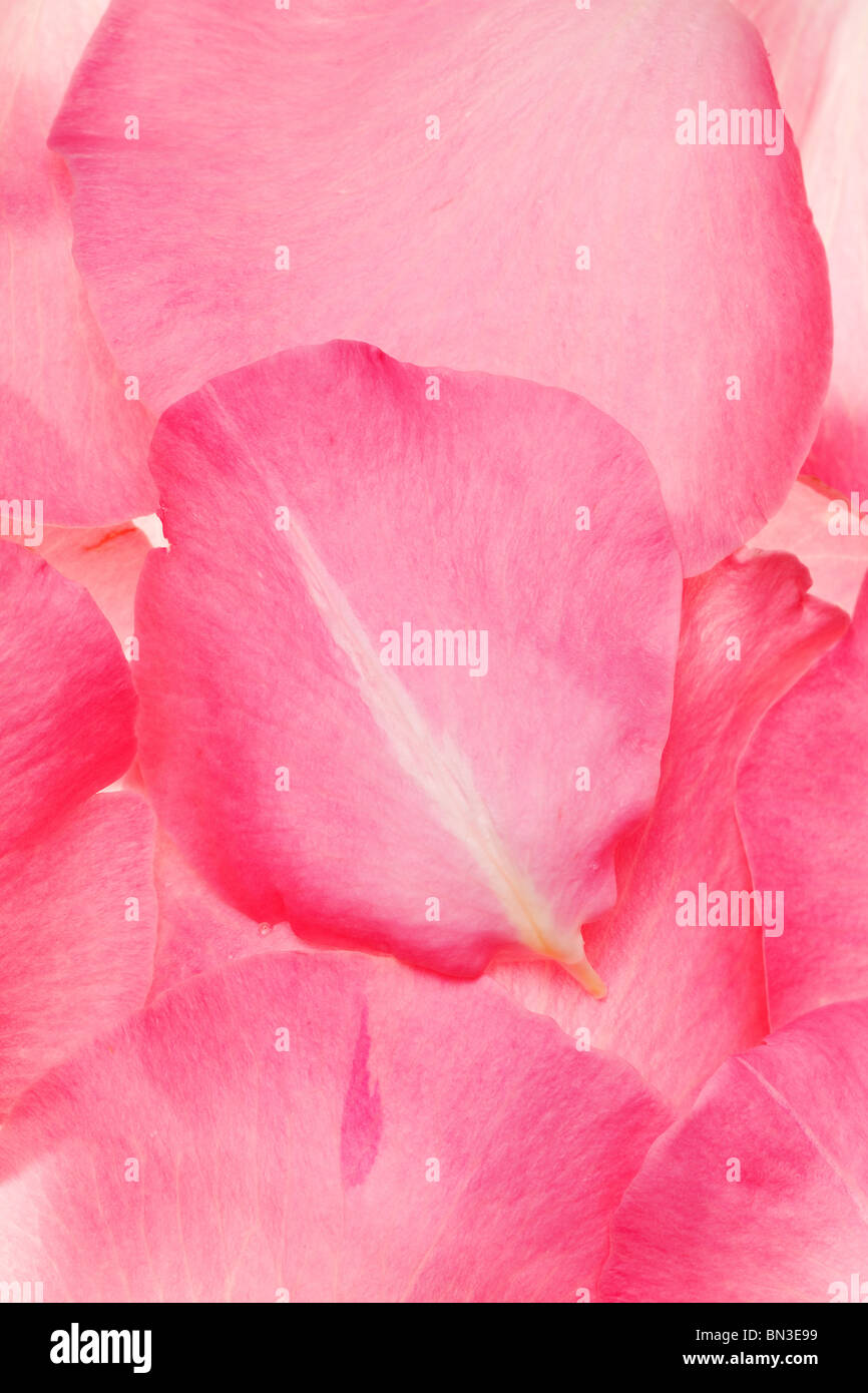 Rosa frische Rosenblätter in einem Hintergrundmuster angeordnet Stockfoto