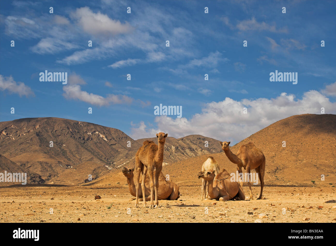 Gruppe von Dromedaren (Camelus Dromedarius) in der Wüste Stockfoto