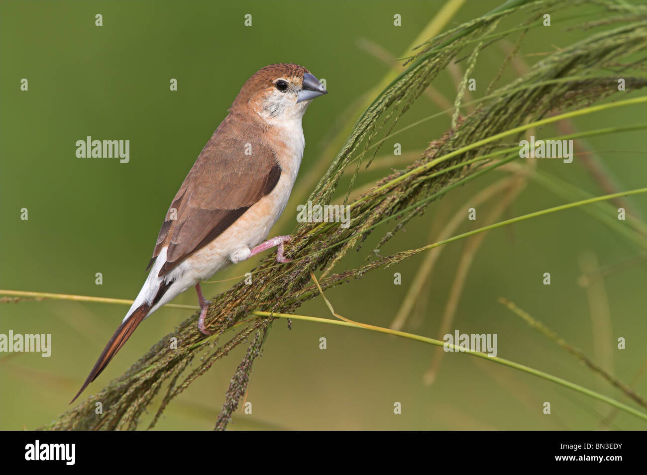 Weiße-throated Munia (Euodice Malabarica) hocken auf einem Grashalm, Seitenansicht Stockfoto