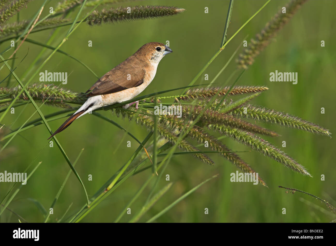 Weiße-throated Munia (Euodice Malabarica) hocken auf einem Grashalm, Seitenansicht Stockfoto