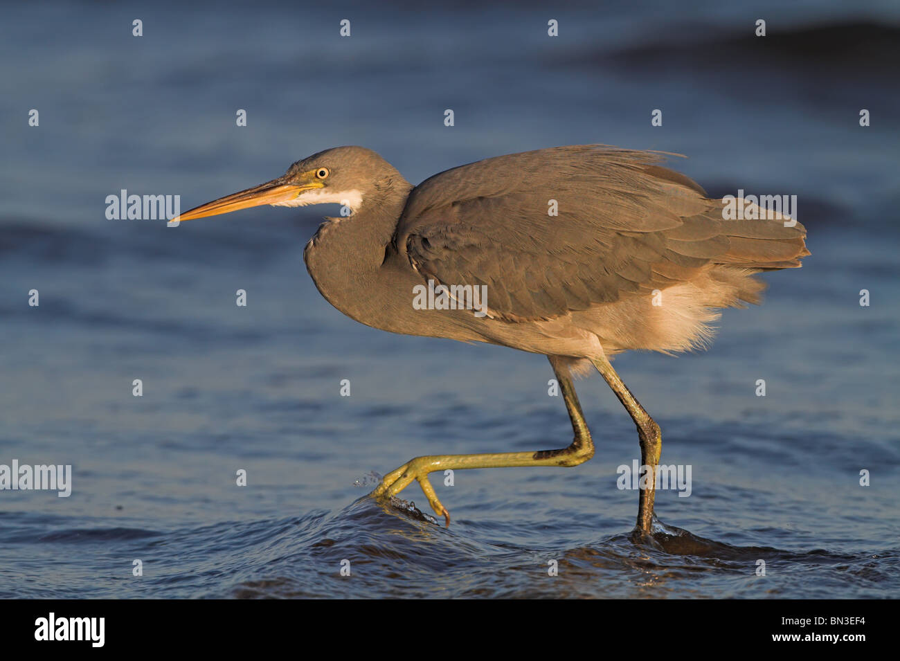 Western Reef Heron (Egretta Gularis) im flachen Wasser, Seitenansicht Stockfoto