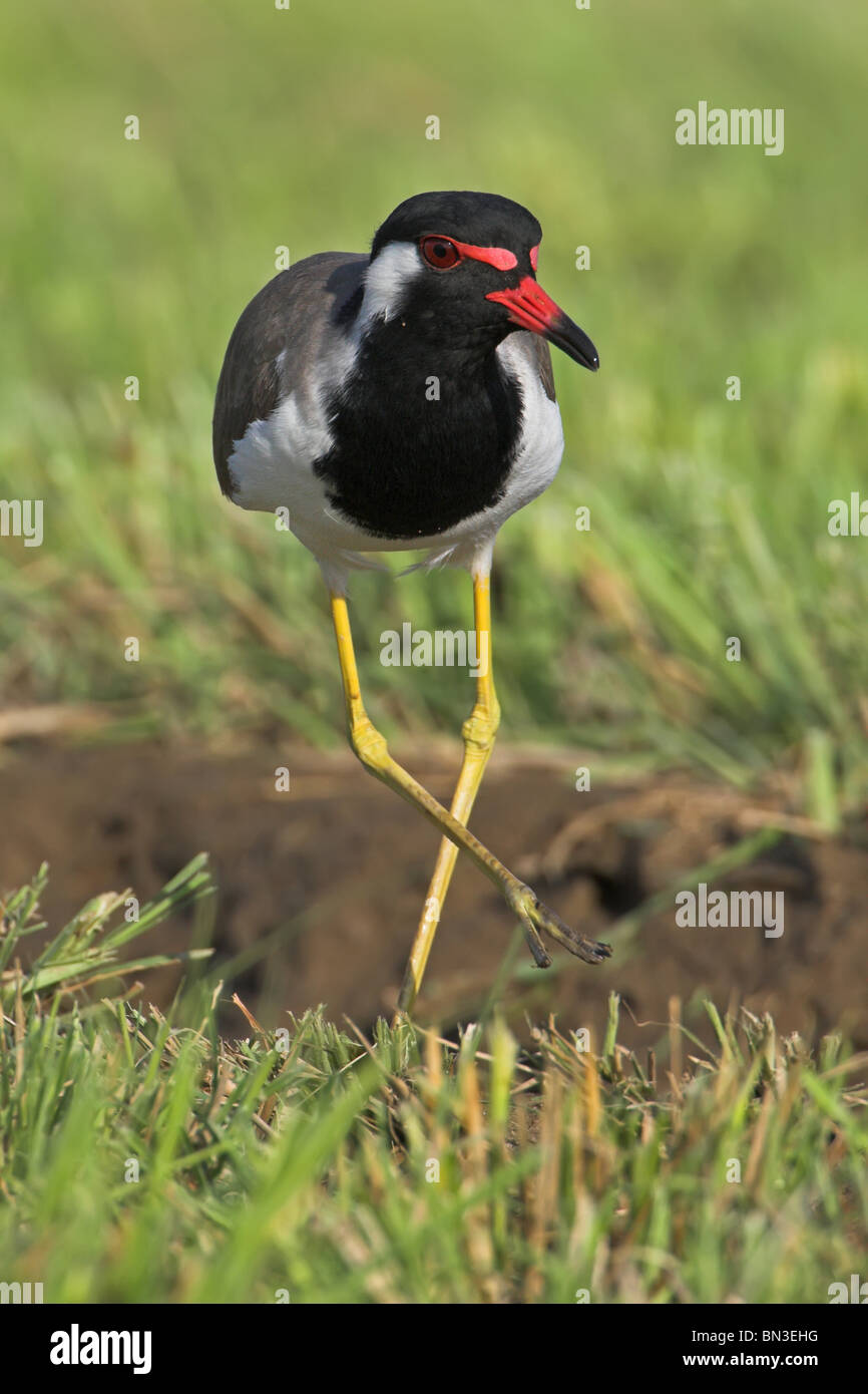 Rot-Flecht-Kiebitz (Vanellus Indicus) stehen auf dem Rasen Stockfoto