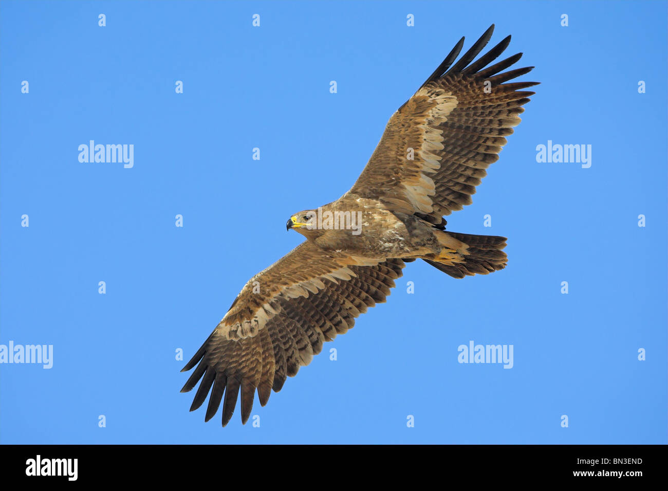 Steppenadler (Aquila Nipalensis) gegen blauen Himmel fliegen Stockfoto