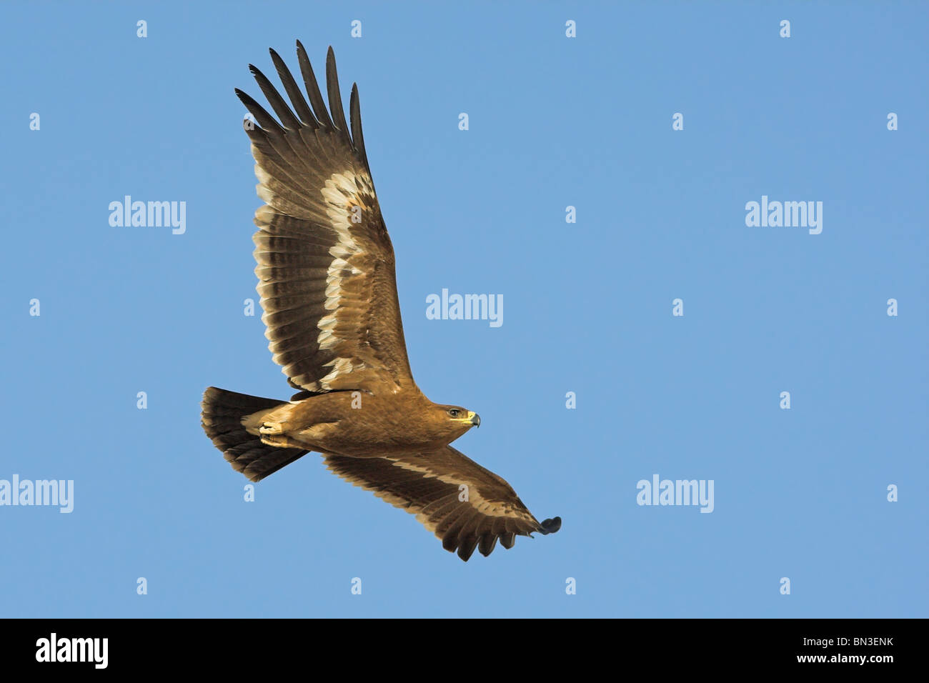 Steppenadler (Aquila Nipalensis) gegen blauen Himmel fliegen Stockfoto