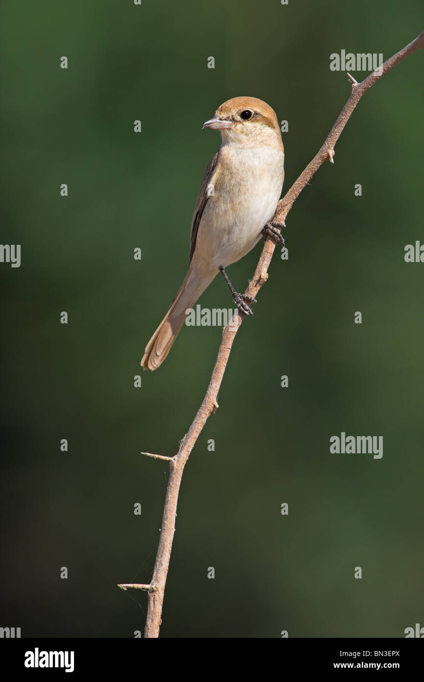 Isabellinische Würger (Lanius Isabellinus) sitzt auf einem Zweig, Nahaufnahme Stockfoto