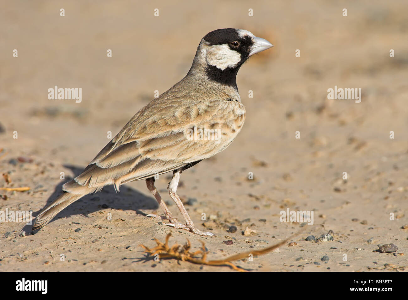 Schwarz-gekrönter Spatz-Lerche (Eremopterix Nigriceps), Seitenansicht Stockfoto