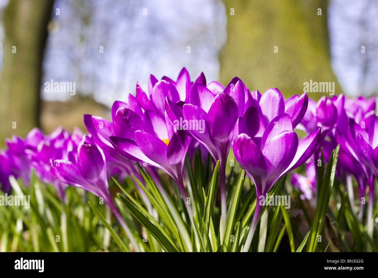 Blühende Krokusse in einem Park, Hamburg, Deutschland Stockfoto