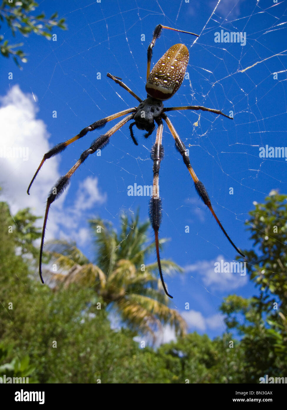 Golden Silk Spinne wartet im Web für Mahlzeit auf tropischen Insel in der  Biscayne Bay, Miami, Florida, USA Stockfotografie - Alamy