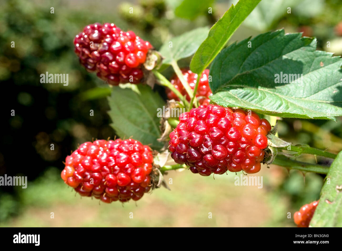 Wächst in einer Obstfarm Beeren sind reif und süß. Stockfoto